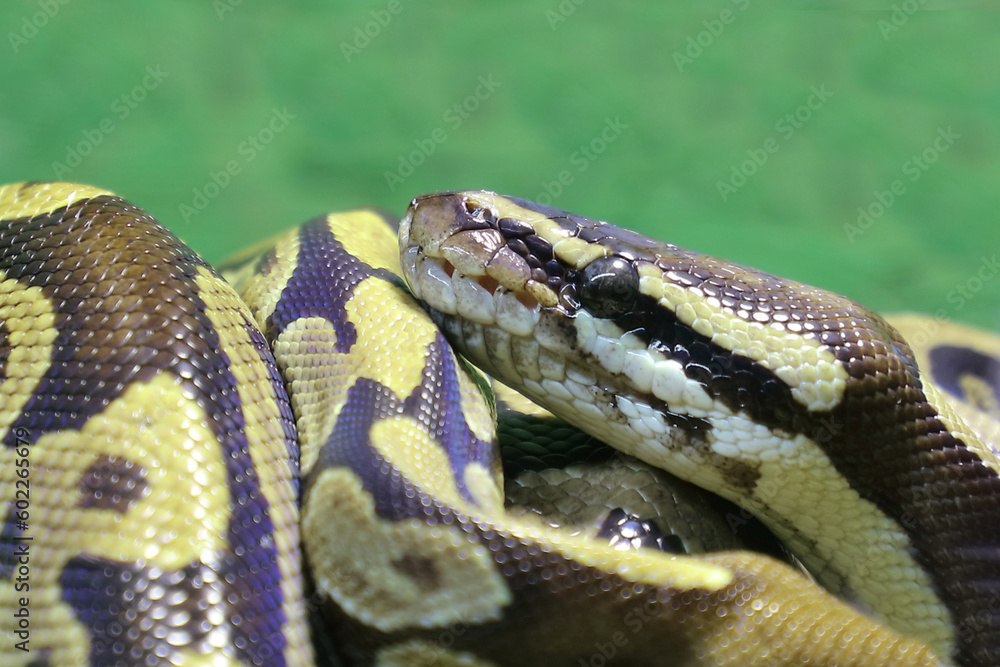 Obraz premium Königspython / Ball python or Royal python / Python regius