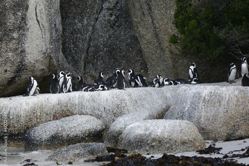 Fototapeta premium African penguin colony