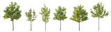 Street summer trees (Chestnut, Quercus rubra, platanus, maple) medium and small isolated png on a transparent background premium cutout 