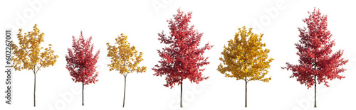 Set of 6 various street autumn trees (Quercus rubra, platanus, maple) medium and small isolated png on a transparent background perfectly cutout 