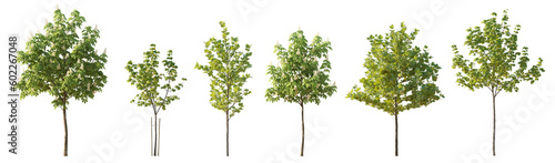 Set of 6 various street summer trees (Chestnut, Quercus rubra, platanus, maple) medium and small isolated png on a transparent background perfectly cutout 