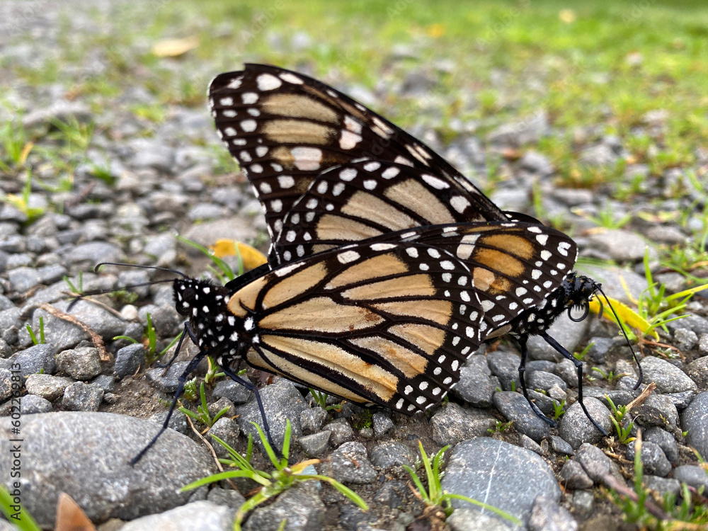 Fototapeta premium Close-up of two monarch butterflies in the act of reproduction, mating on a stoney ground in New Zealand