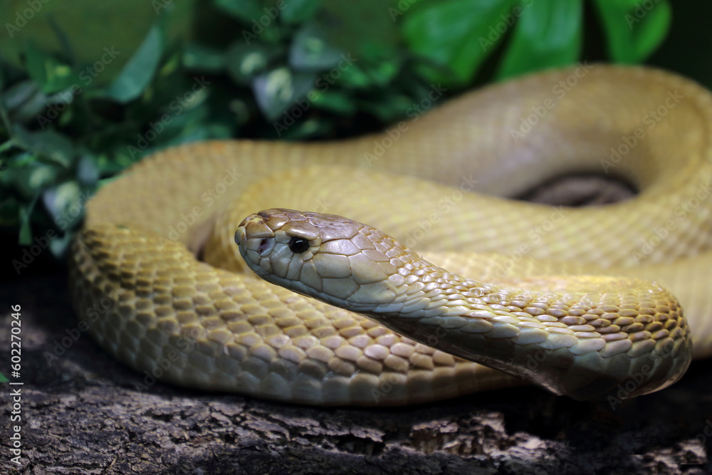 Monokelkobra / Monocled cobra / Naja kaouthia Monokelkobra / Monocled cobra / Naja kaouthia