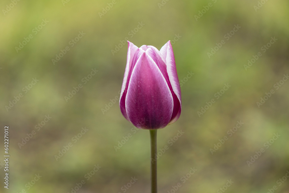 The violet Tulip Synaeda Blue is a truly enchanting flower, renowned for its striking beauty and captivating charm. Its velvety petals unfurl into a dramatic cup shape. The violet Tulip Synaeda Blue is a truly enchanting flower, renowned for its striking beauty and captivating charm. Its velvety petals unfurl into a dramatic cup shape.