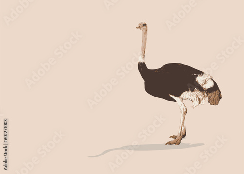 African fauna. Bird, ostrich. Ostrich birds. Gray African big ostriches in different poses isolated. Bird cartoon icon collection vector illustration.