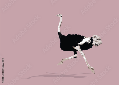 African fauna. Ostrich running. Vector illustration isolated.