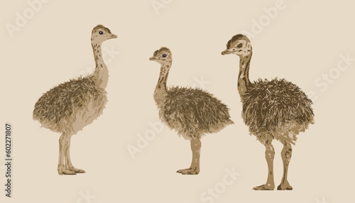 African animals. Ostrich. Ostrich baby. Vector illustration isolated on white background