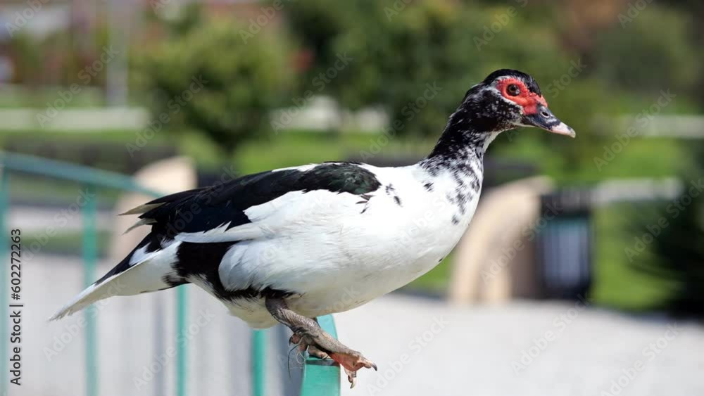 Muscovy duck sitting on green fence in petting zoo illuminated by bright sunlight. Bird sits on fence and looks around natural park Muscovy duck sitting on green fence in petting zoo illuminated by bright sunlight. Bird sits on fence and looks around natural park