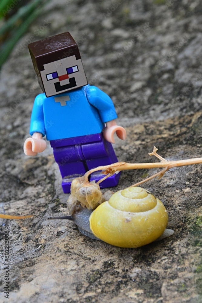 Fototapeta premium Smiling LEGO Minecraft figure of Steve meets Common garden snail with yellow shell, latin name Cornu aspersum, from family Helicidae, on garden stone slab.