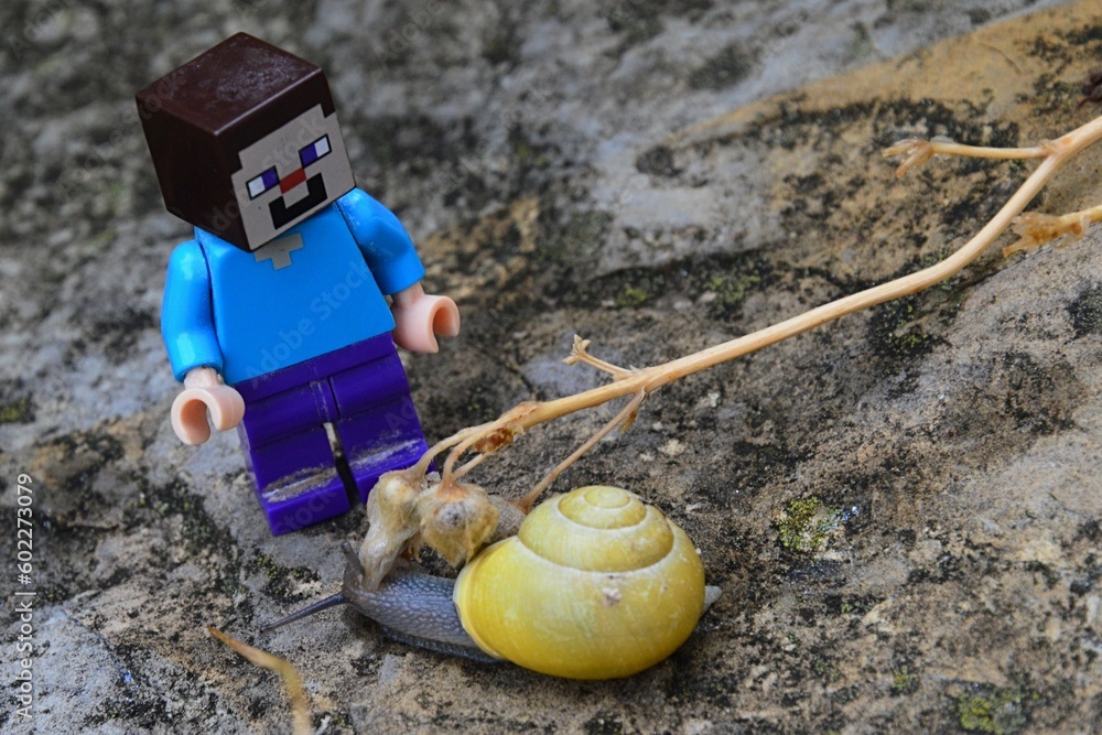 Fototapeta premium LEGO Minecraft figure of Steve meets Common garden snail with yellow shell, latin name Cornu aspersum, from family Helicidae, on garden stone slab. 