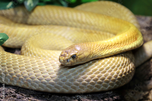 Monokelkobra / Monocled cobra / Naja kaouthia