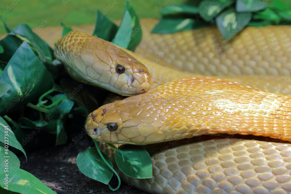 Fototapeta premium Monokelkobra / Monocled cobra / Naja kaouthia