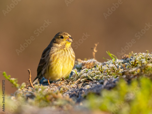 Bruant jaune photo