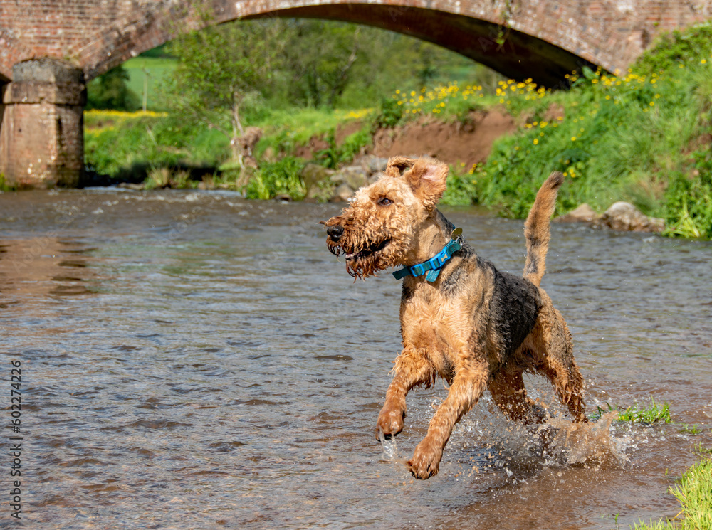 An Airedale Terrier dog happily running and jumping in a river. Sharp focus focus on the eye of the dog. An Airedale Terrier dog happily running and jumping in a river. Sharp focus focus on the eye of the dog.