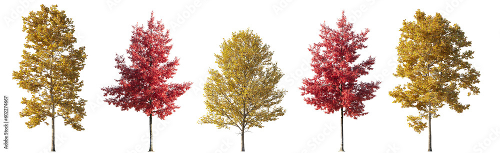 Set of 6 various street autumn trees (Quercus rubra, platanus, maple) big and medium isolated png on a transparent background perfectly cutout 
