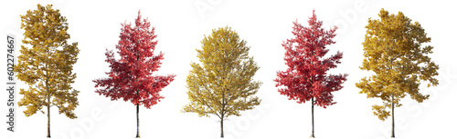 Set of 6 various street autumn trees (Quercus rubra, platanus, maple) big and medium isolated png on a transparent background perfectly cutout  photo