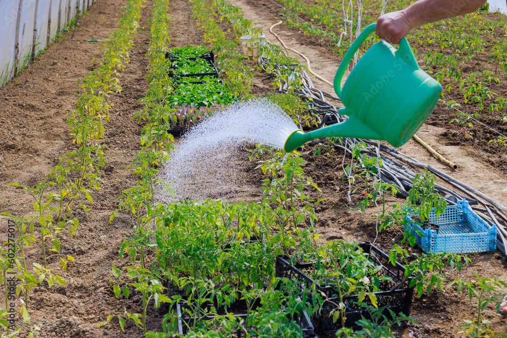 In greenhouse garden, seedling tomato plants are being watered with watering can In greenhouse garden, seedling tomato plants are being watered with watering can