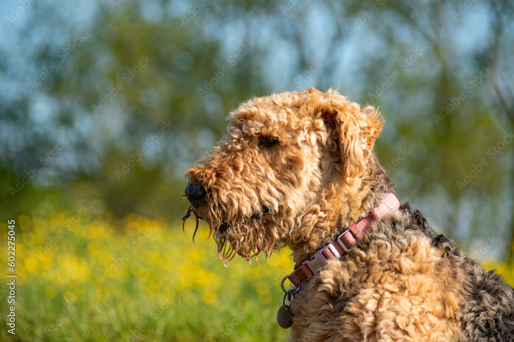 An Airedale dog in sharp focus with a field of yellow flowers in soft focus behind. The dog is wet after playing in a river. 