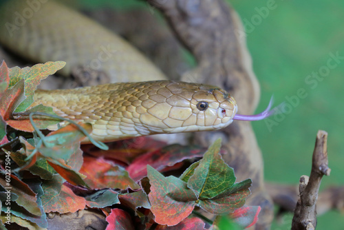 Monokelkobra / Monocled cobra / Naja kaouthia