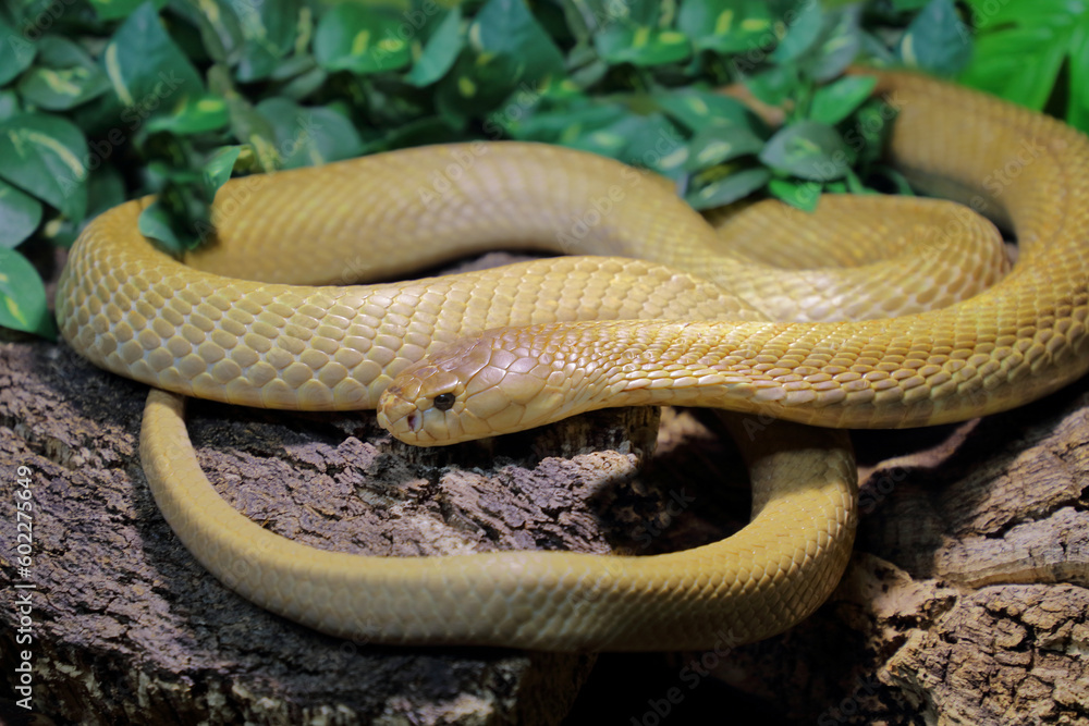 Obraz premium Monokelkobra / Monocled cobra / Naja kaouthia