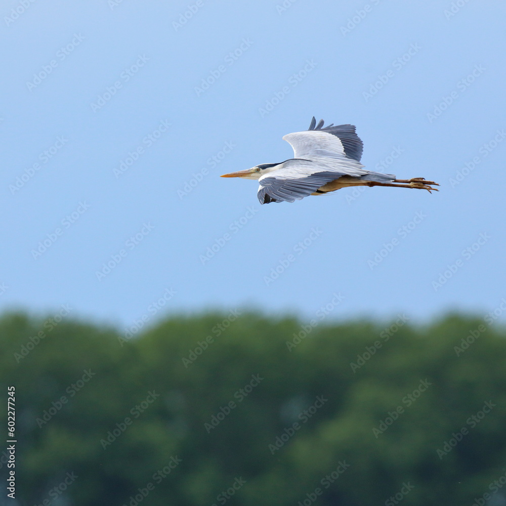 Obraz premium airone