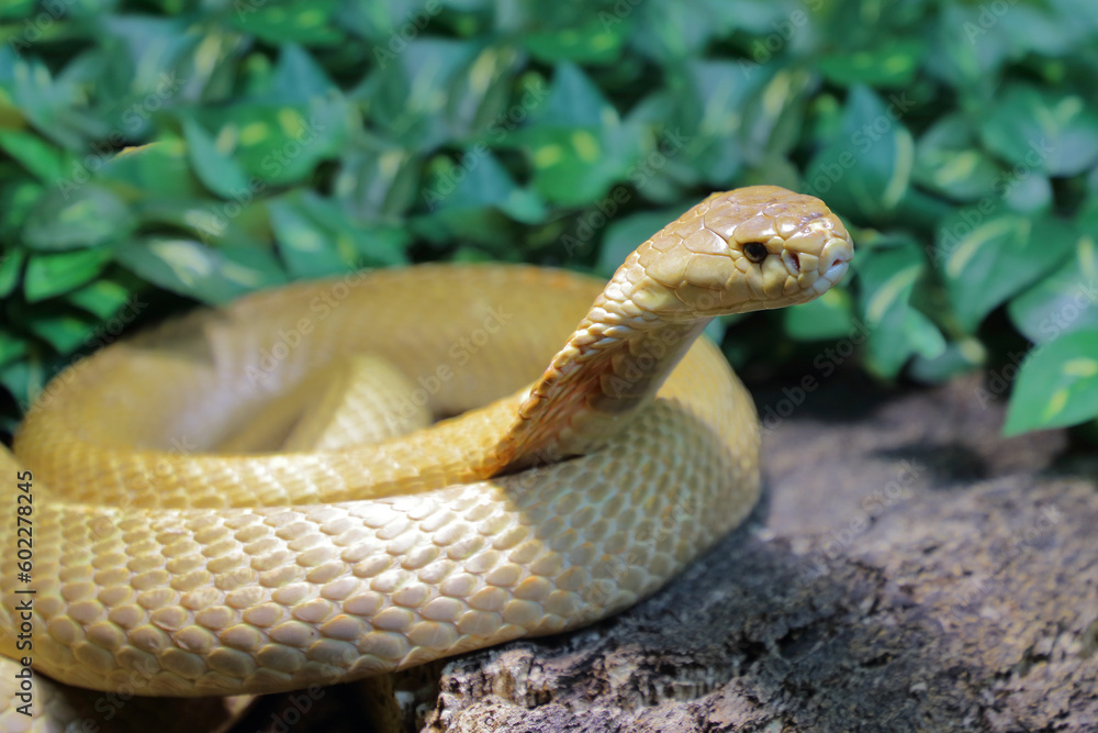 Monokelkobra / Monocled cobra / Naja kaouthia Monokelkobra / Monocled cobra / Naja kaouthia