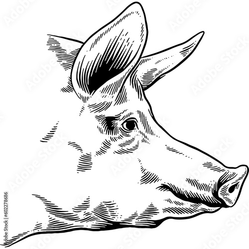 Hand drawn Pig Head Side View Sketch Illustration