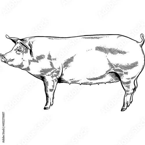 Hand drawn Pig Side View Sketch Illustration