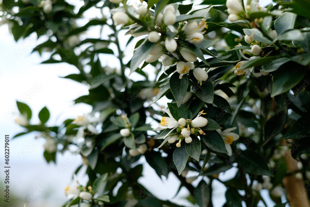 Orange Blossom Captured In Italy Coast (Savona) Orange Blossom Captured In Italy Coast (Savona)