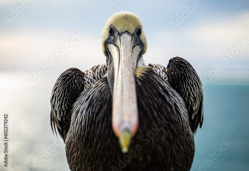 pensacola beach pelican bird at sea looking at the camera