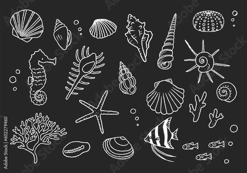 貝殻イラストセット　手描き線画　黒板アート風