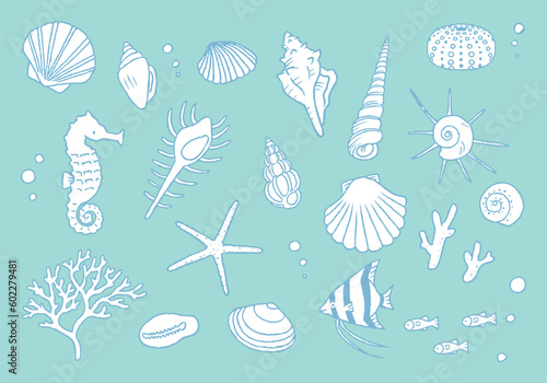 貝殻イラストセット　手描き線画 photo