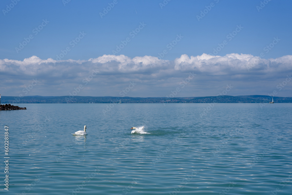 Mute swan (Cygnus olor) stretching its wings on a Balaton lake.