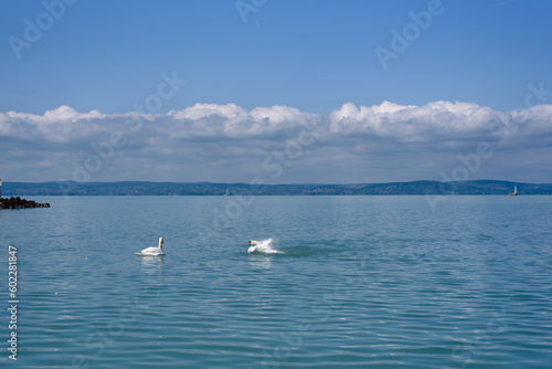 Mute swan (Cygnus olor) stretching its wings on a Balaton lake. © Ordasi Tatyjana