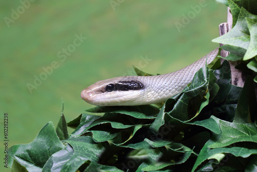 Schönnatter / Beauty rat snake / Orthriophis taeniurus callicyanous or Elaphe taeniura callicyanous photo