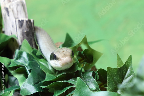 Sch  nnatter   Beauty rat snake   Orthriophis taeniurus callicyanous or Elaphe taeniura callicyanous