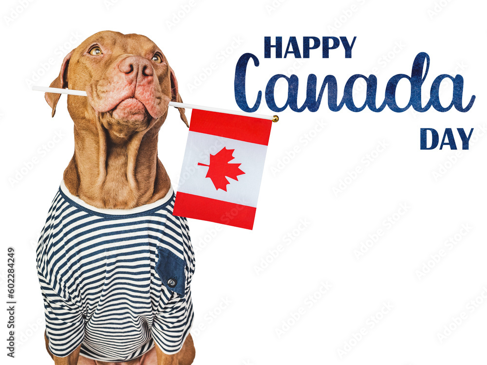 Happy Canada Day. Cute puppy and Canadian Flag. Close-up, indoors. Studio shot. Congratulations for family, loved ones, friends and colleagues. Pets care concept