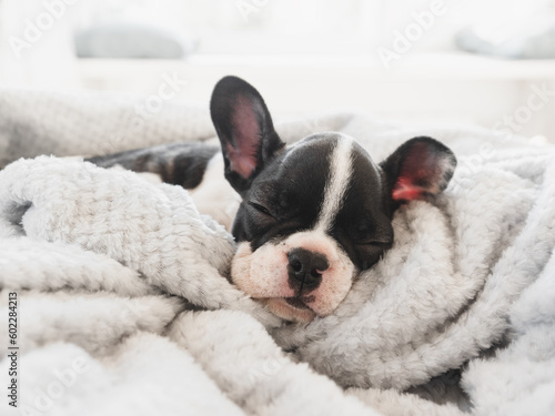 Cute puppy lying on the bed in the living room. Clear, sunny day. Close-up, indoors. Studio photo. Day light. Concept of care, education, obedience training and raising pets