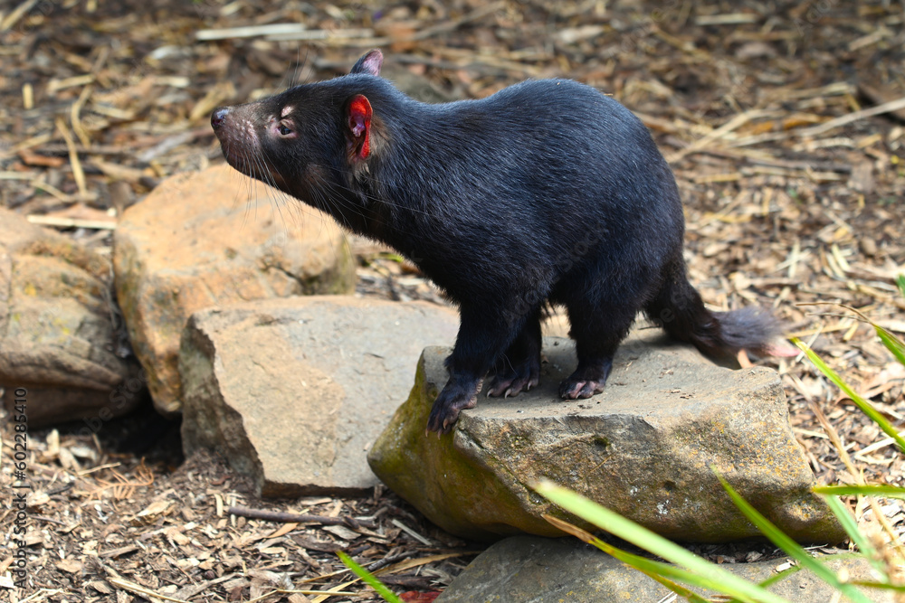 The Tasmanian devil is a rare predatory animal. The Tasmanian devil is a rare predatory animal.