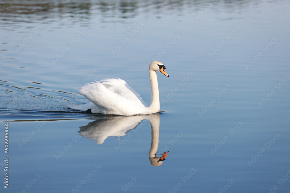 swan on the lake swan on the lake
