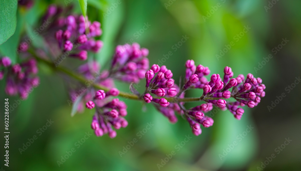 Pink flower buds of the Syringa vulgaris plant Pink flower buds of the Syringa vulgaris plant