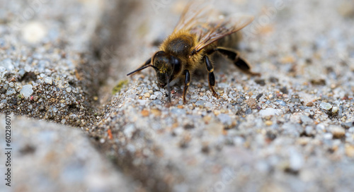 Detail of a bee on concrete floor © Denis