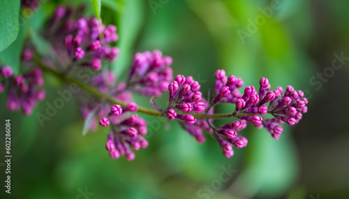 Pink flower buds of the Syringa vulgaris plant