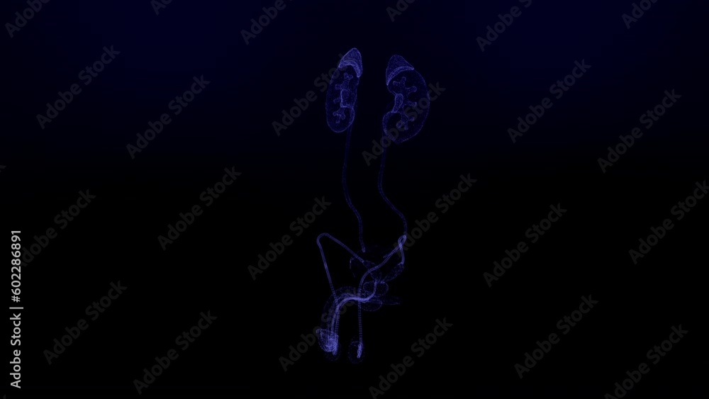 Anatomy of Human Prostate Futuristic Interface of Human Anatomy Systems ...