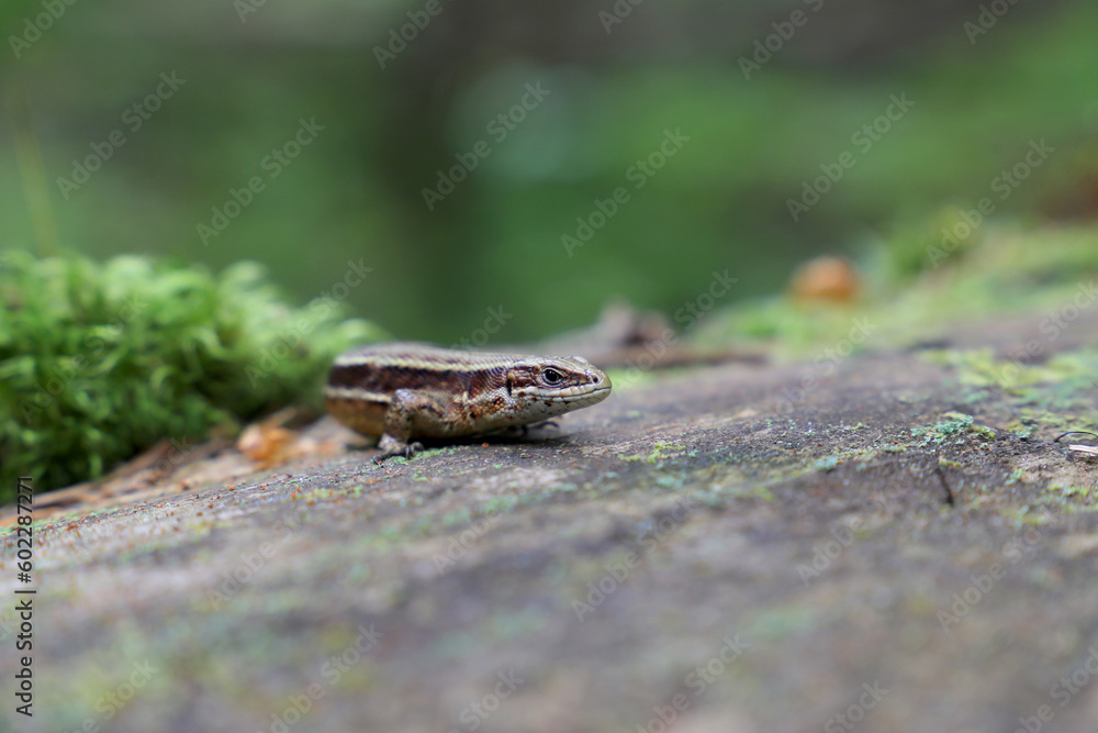 Naklejka premium Closeup of the wild lizard in a forest on a fallen tree. Selective focus.