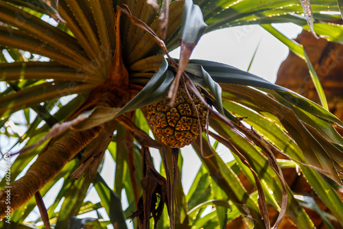 Pandanus tectorius tree in Sri Lanka photo