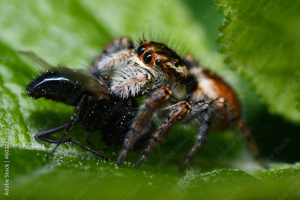 jumping spider, 먹이사냥하는 깡충거미 jumping spider, 먹이사냥하는 깡충거미