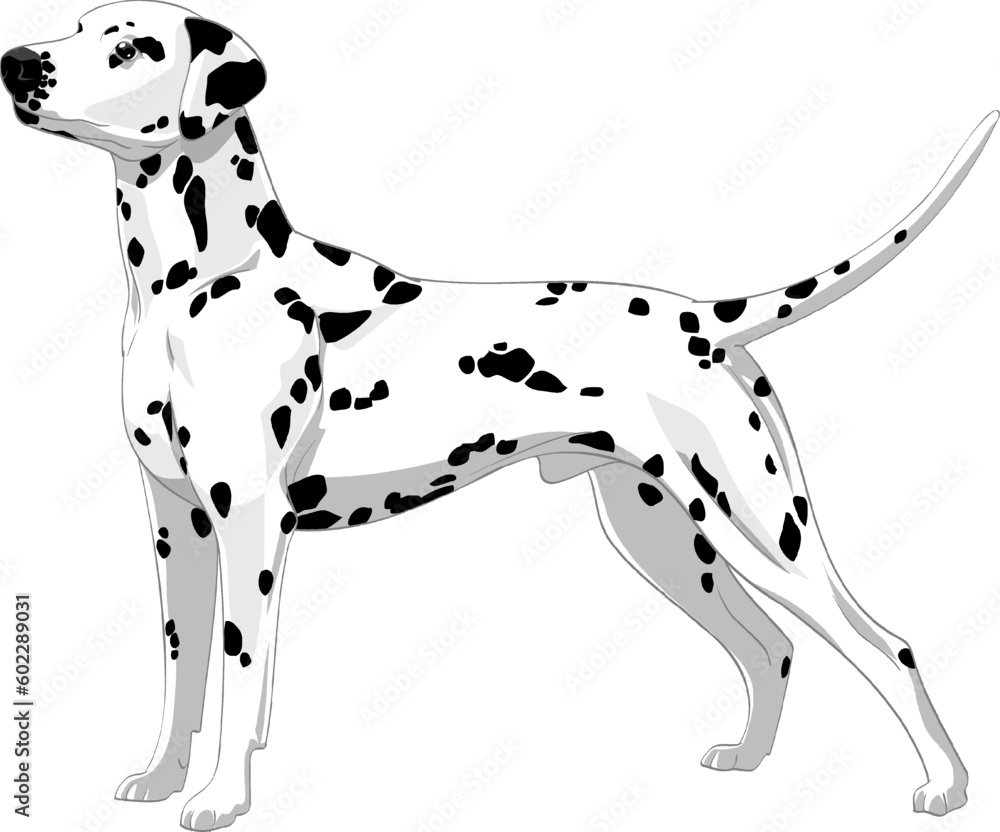 Dog of the dalmatian breed adult from the side view very strong black and white in layered vector format ready to print