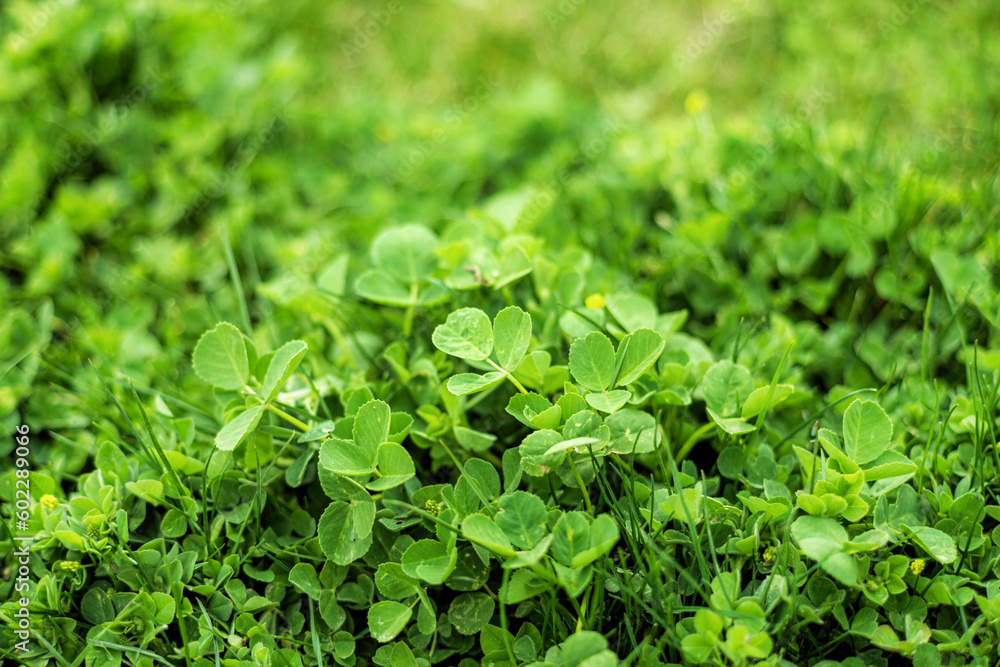 Green clover leaves background. Beautiful background with green clover leaves for Saint Patrick's day. Clovers with bokeh effect. Green clover leaves background. Beautiful background with green clover leaves for Saint Patrick's day. Clovers with bokeh effect.