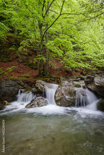 Scenic view of river flowing in forest  Regional Natural Park of the Ligurian Alps  Italy